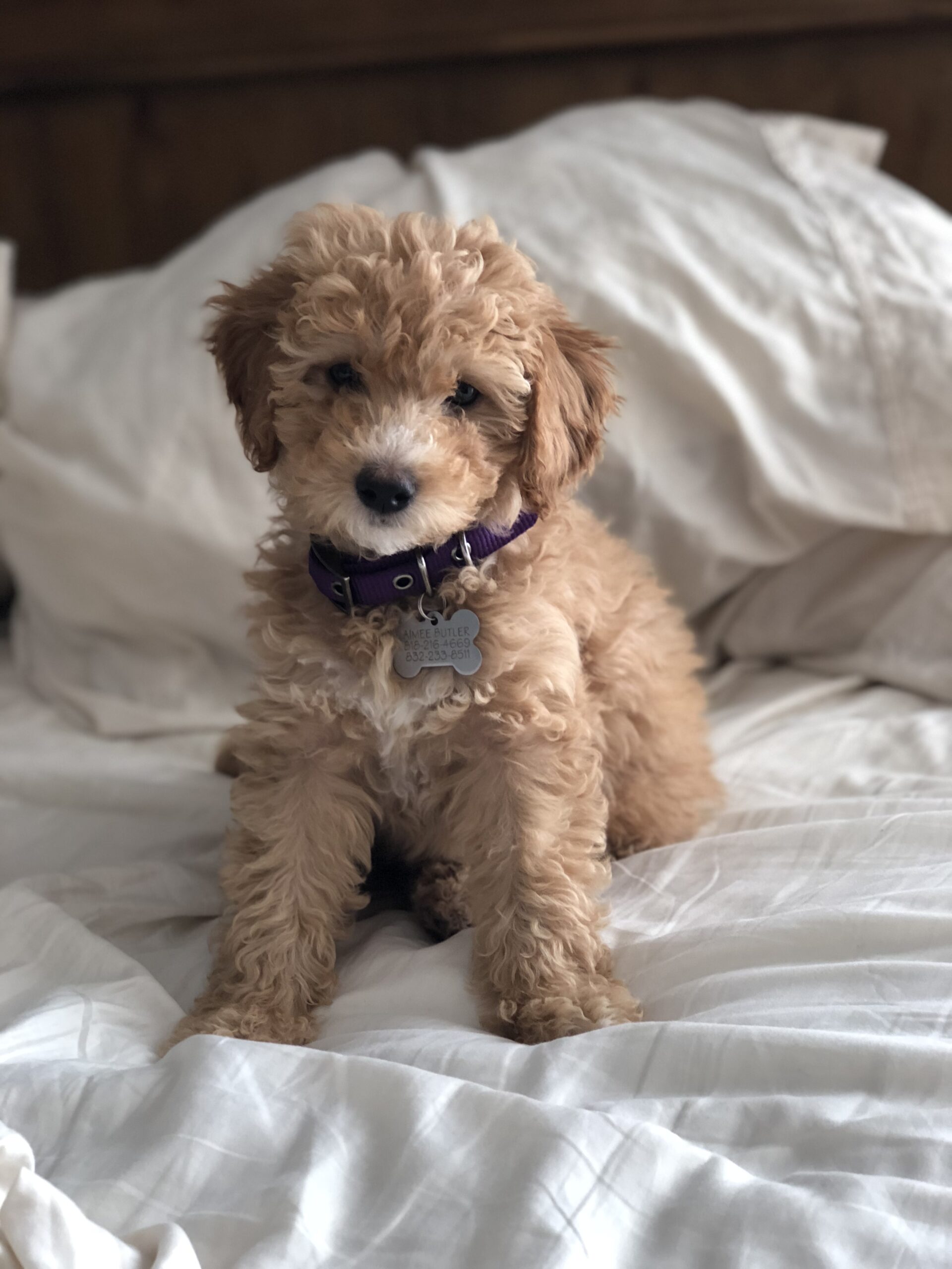 Aimee the puppy